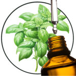 Basil EO