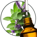 Bergamotmunt-etherischeOlie