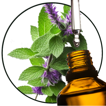 Bergamotmunt-etherischeOlie