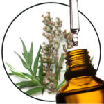 Mugwort Artemisia vulgaris essential oil