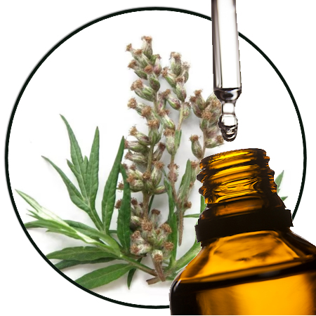 Bijvoet Artemisia vulgaris etherische olie