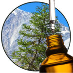 Cederhout Himalaya etherische olie