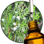 Zedernholz Virginia / Rote Zeder EO