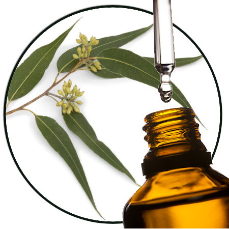 Eucalyptus Dives etherische olie