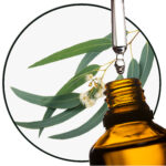 Eukalyptus Staigeriana / Zitronen-Eisenrinden baum EO