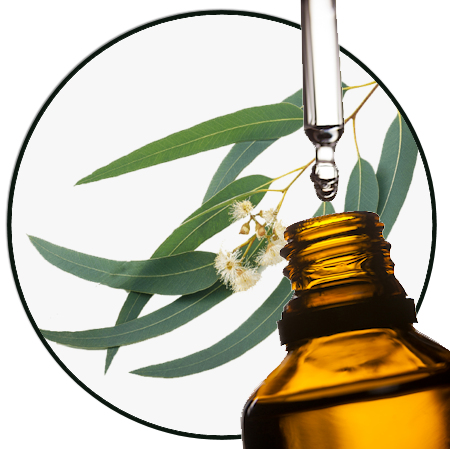 Eucalyptus Staigeriana Citroen IJzerschorsboom etherische olie