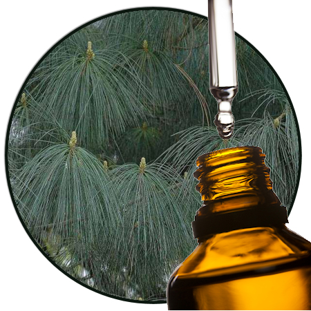 Himalya Den pinus excelsa etherische olie