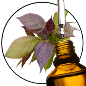 Ho leaf essential oil
