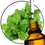 Mint Japanese / Field Mint EO