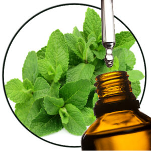 Japanse Munt Mentha arvensis etherische olie