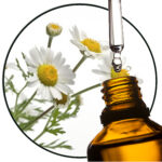 Kamille Roomse etherische olie