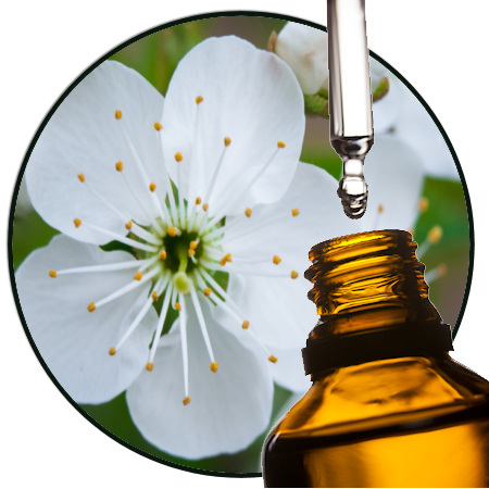 Neroli Oranjebloesem parfumolie