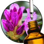 Rhododendron EO