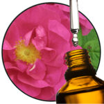 Rose Gallica / Apothecary Rose Absolute