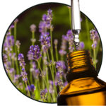 Spijklavendel etherische olie