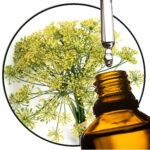 dille etherische olie