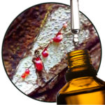 drakenbloed etherische olie