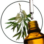 Eucalyptus Citriodora / Citroeneucalyptus EO