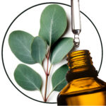 Eukalyptus globulus / Blauer Gummi baum EO