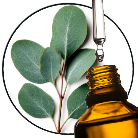 eucalyptus Globulus etherische olie