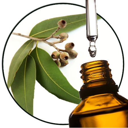 eucalyptus Radiata etherische olie