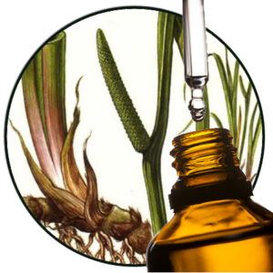calamus root essential oil