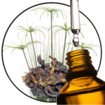 Nagarmotha (Cypriol) EO