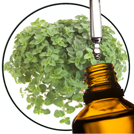 oregano etherische olie