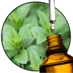 Mint - Peppermint EO