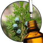Thuja / Cedar Leaf EO