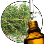 Thyme (Thymus vulgaris) EO