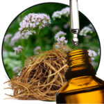 Valerian (root) EO