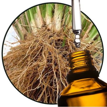 Vetiver (Wild) EO
