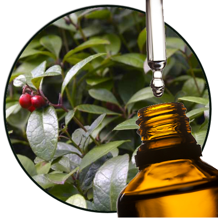 Wintergreen EO