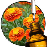 African Marigold (PO)