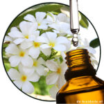 Frangipani / Plumeria (EO)