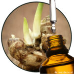 Galanga Kaempferia / Kentjur (EO)