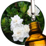 Gardenia / Cape Jasmine EO