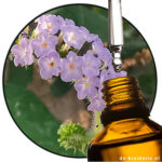 Heliotrope BASE (AC)