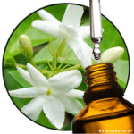 Juhi / Jasmine BASE (AC)