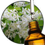 Jasmine Grandiflorum / Spanish Jasmine (EO)