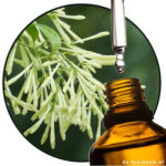 Jasmine Night Jasmine (PO)