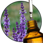 Lavender Aldehyde / Isodihydro Lavandulal (AC)