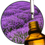 Lavender Bulgarian (EO)