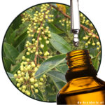 Litsea / May Chang (EO)