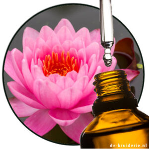 Lotus pink Nelumbo nucifera absolue