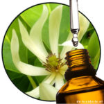 Magnolia alba Michelia alba etherische olie