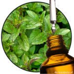 Mint Spearmint / Spearmint (EO)
