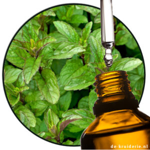 Munt Kruizemunt Mentha spicata etherische olie