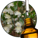 Myrtle / Myrthe (EO)